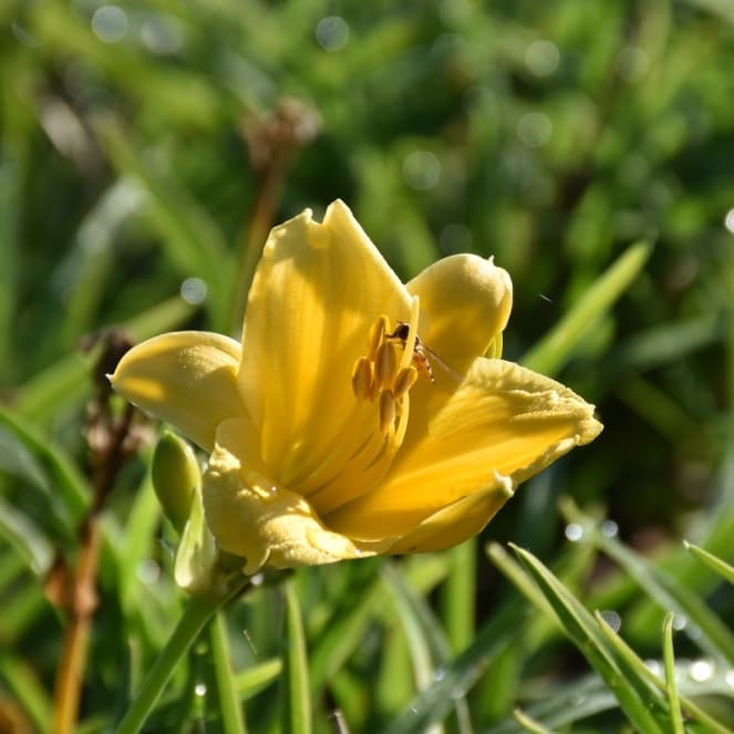 Hemerocallis x cultorum 'Stella d'Oro'