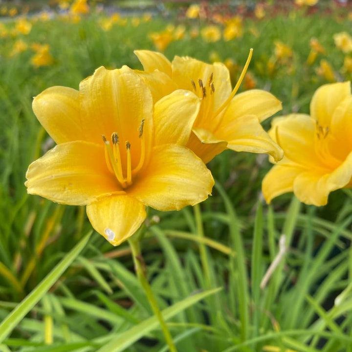 Hemerocallis x cultorum 'Stella d'Oro'