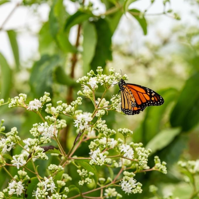 Heptacodium miconioides 'Tianshan'®