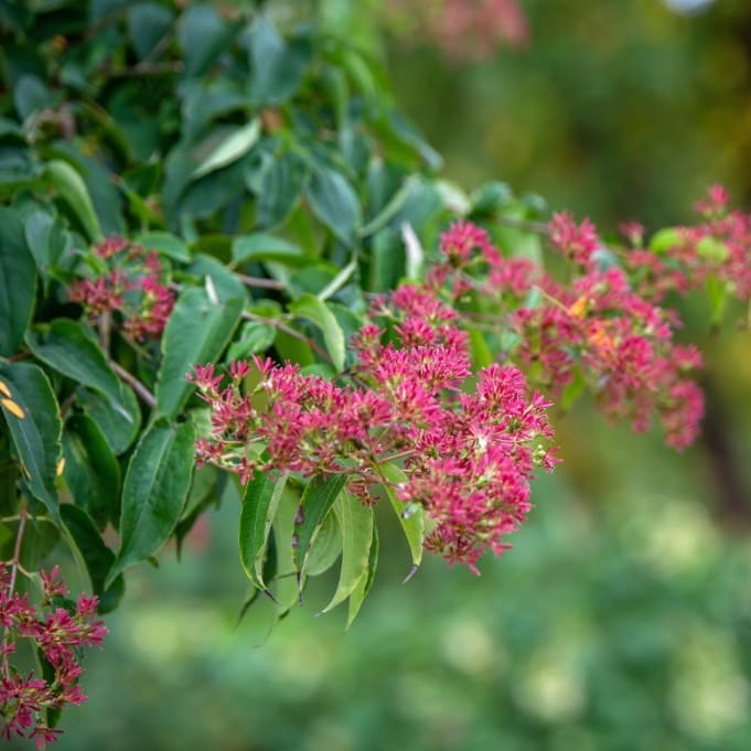 Heptacodium miconioides 'Tianshan'®