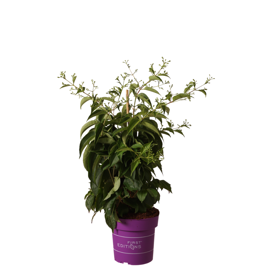 Heptacodium miconioides 'Tianshan'®