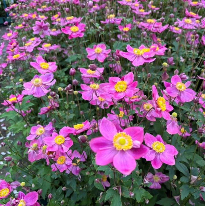 Herbst-Anemone 'Ariel'® Purpur