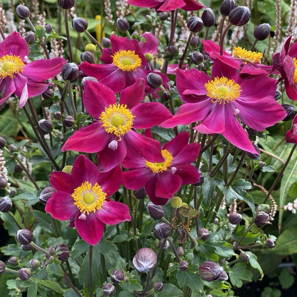 Herbst-Anemone 'Ariel'® Purpur