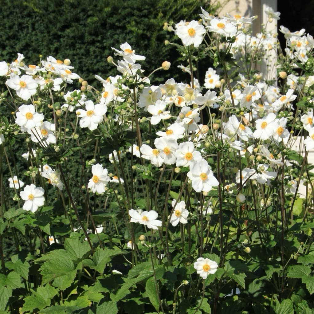 Herbst-Anemone 'Honorine Jobert' Weiß