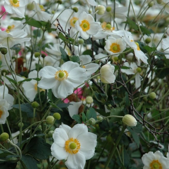 Herbst-Anemone 'Honorine Jobert' Weiß
