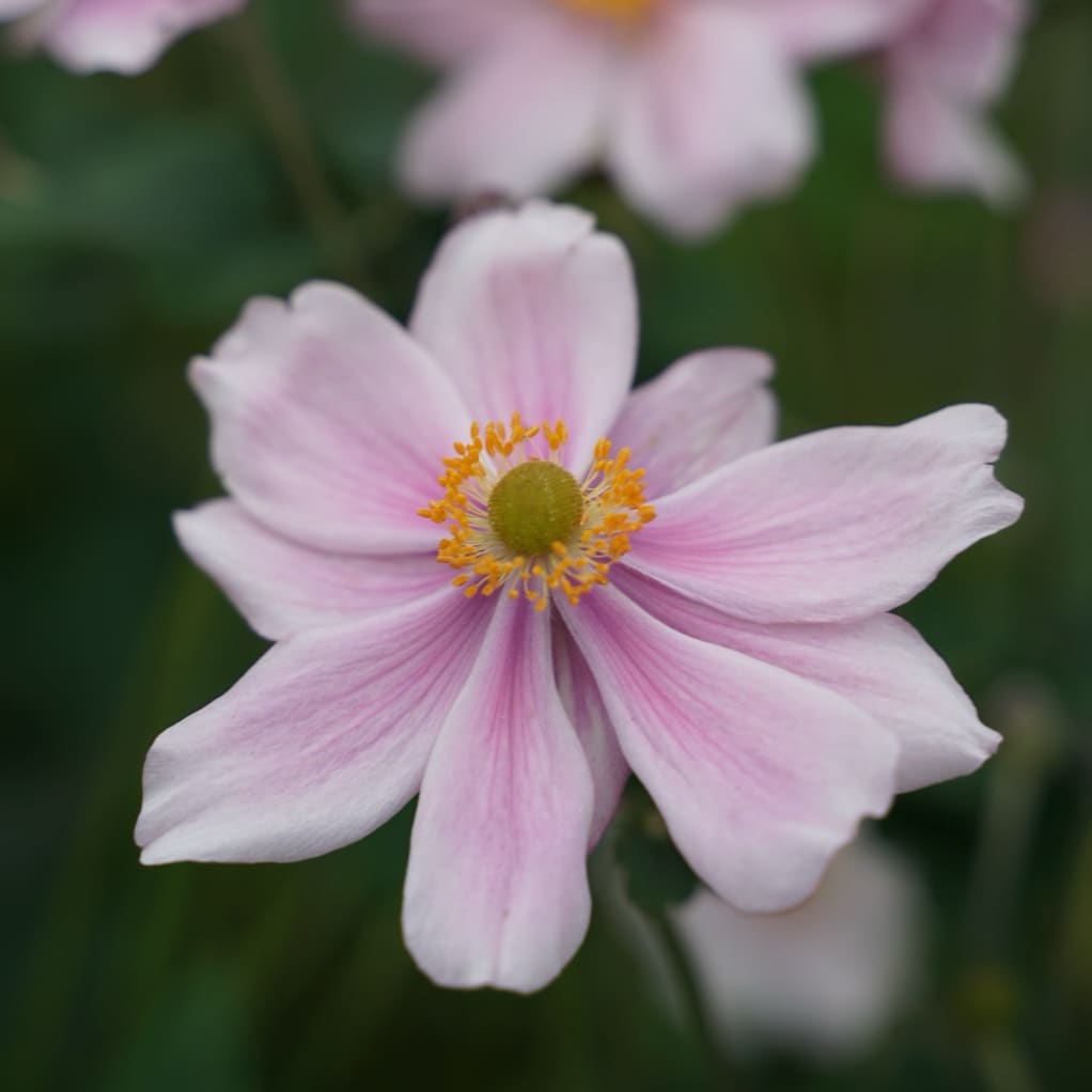 Herbst-Anemone 'Königin Charlotte' Rosa