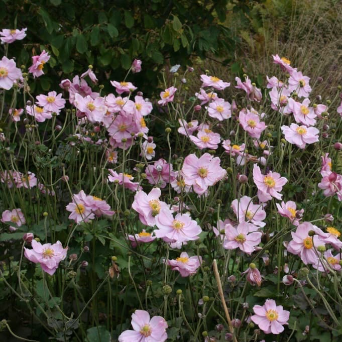 Herbst-Anemone 'Königin Charlotte' Rosa