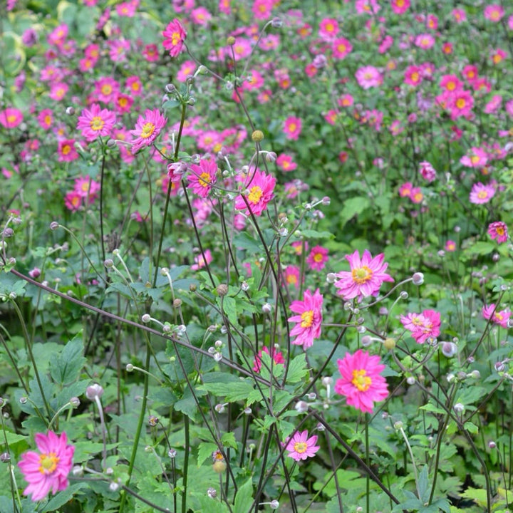 Herbst-Anemone 'Pamina' Rosa