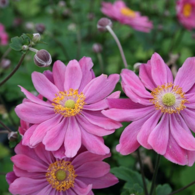 Herbst-Anemone 'Pamina' Rosa