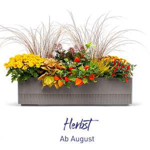 Balkonbox Herbst-Kollektion ab August verfügbar