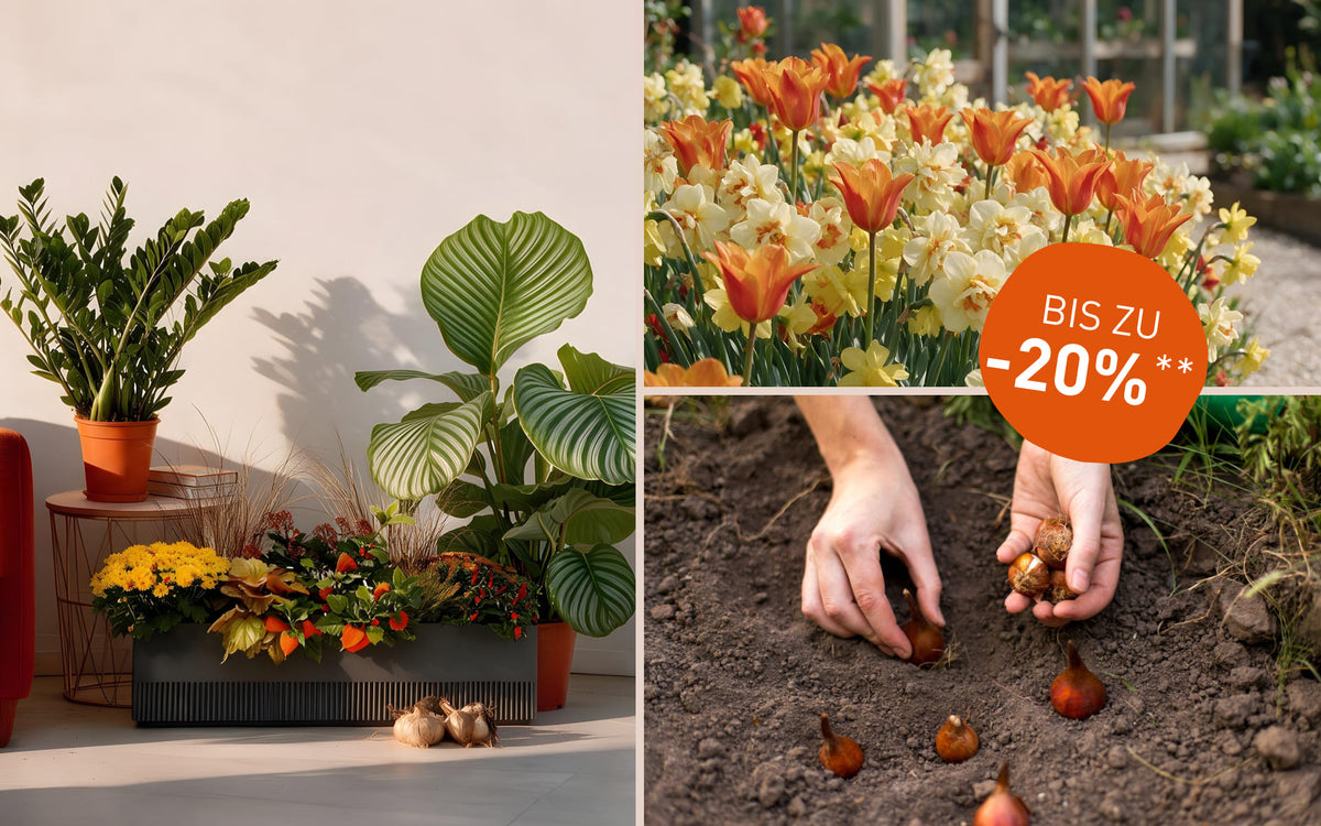 Herbst-Sale-2026