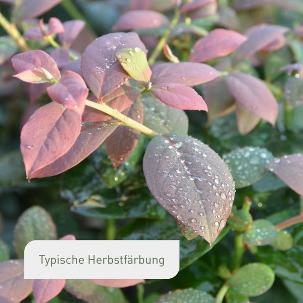 Herbstfärbung einer Bio-Blaubeere