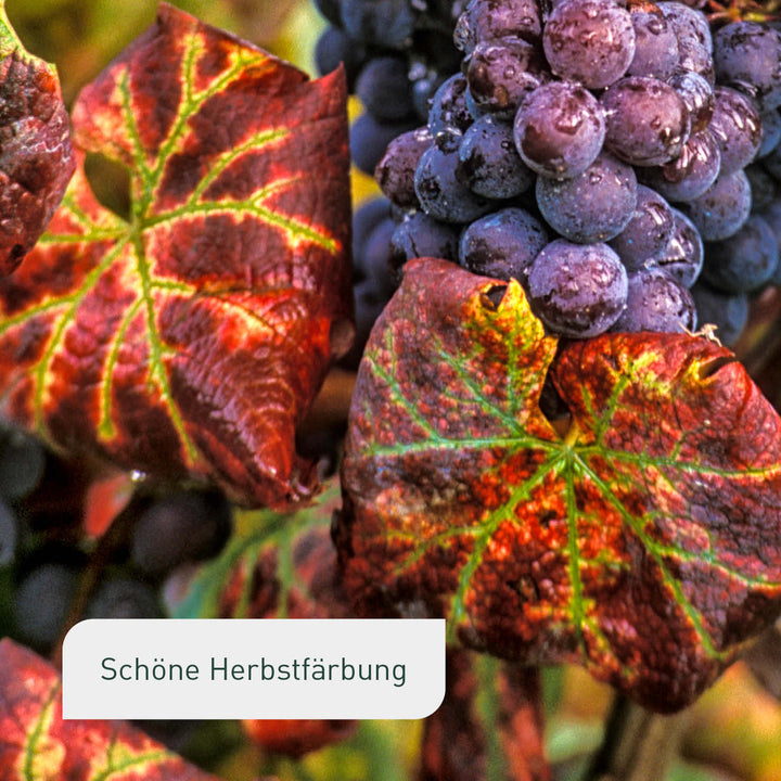 Herbstfärbung der Weinrebe 'Sangiovese'