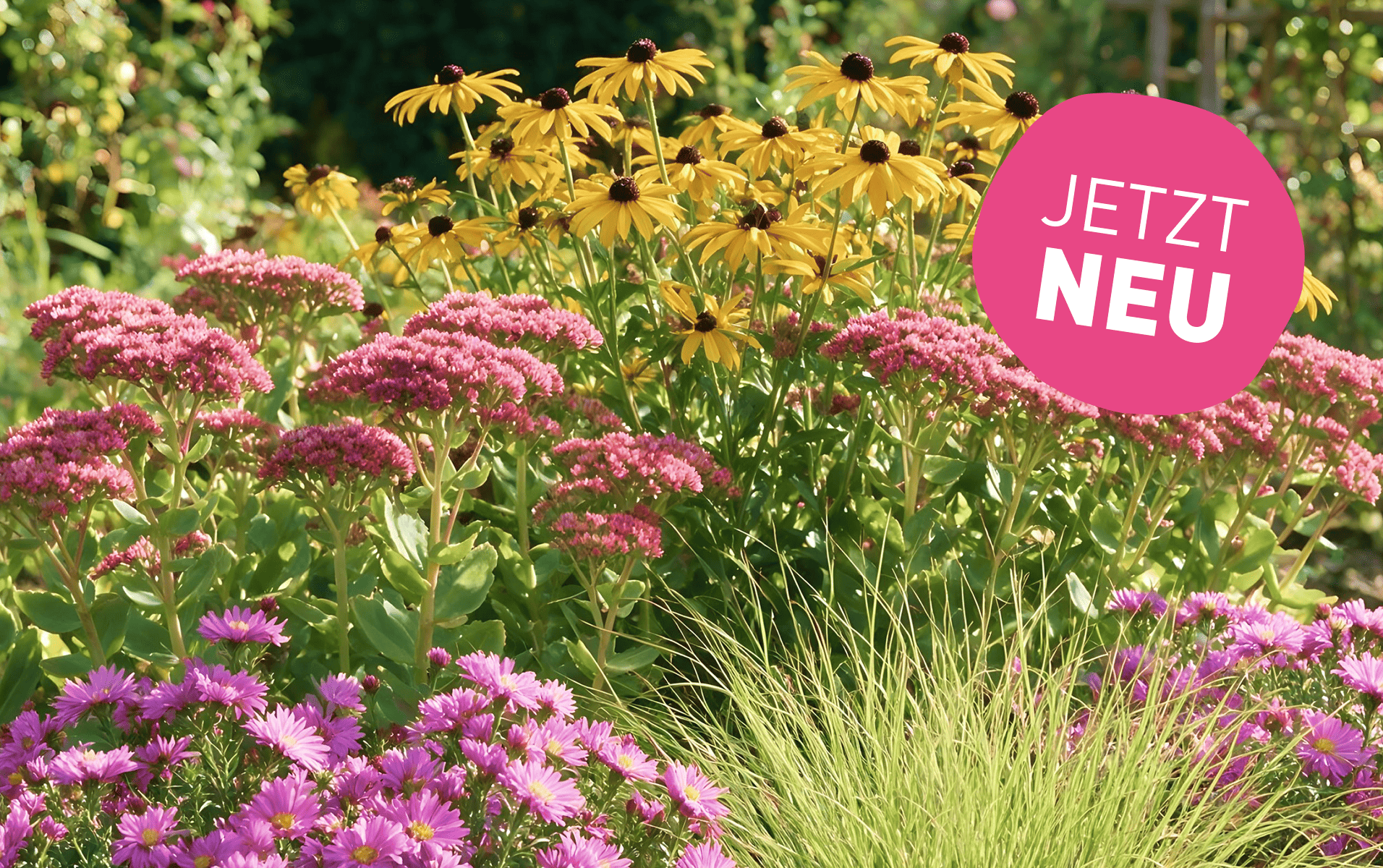 Jetzt ist Pflanzzeit: Entdecke unsere neuen Herbststauden