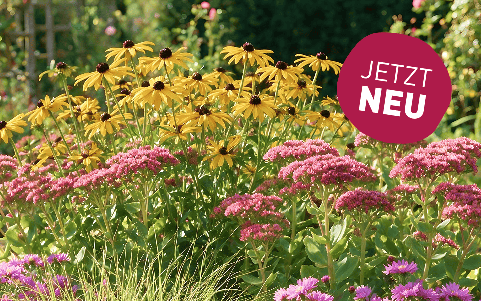 Neue Herbststauden
