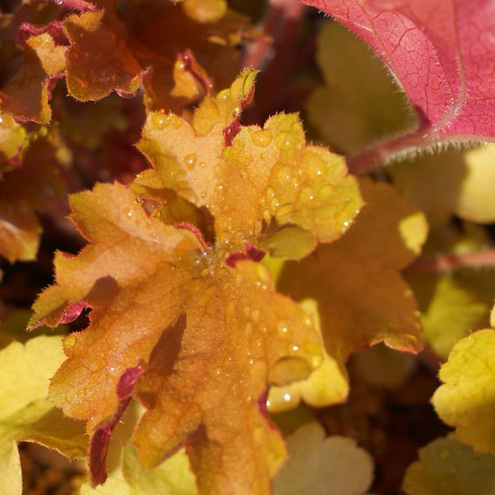 Heuchera villosa 'Marmalade'®