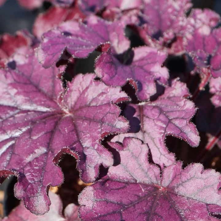 Heuchera x cultorum 'Forever Purple'