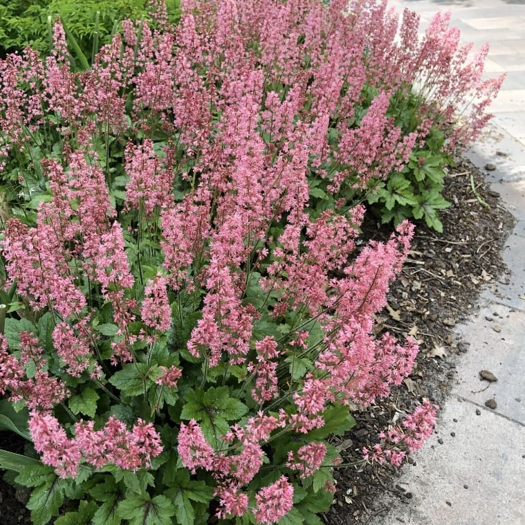 Heucherella tiarelloides 'Pink Revolution'®