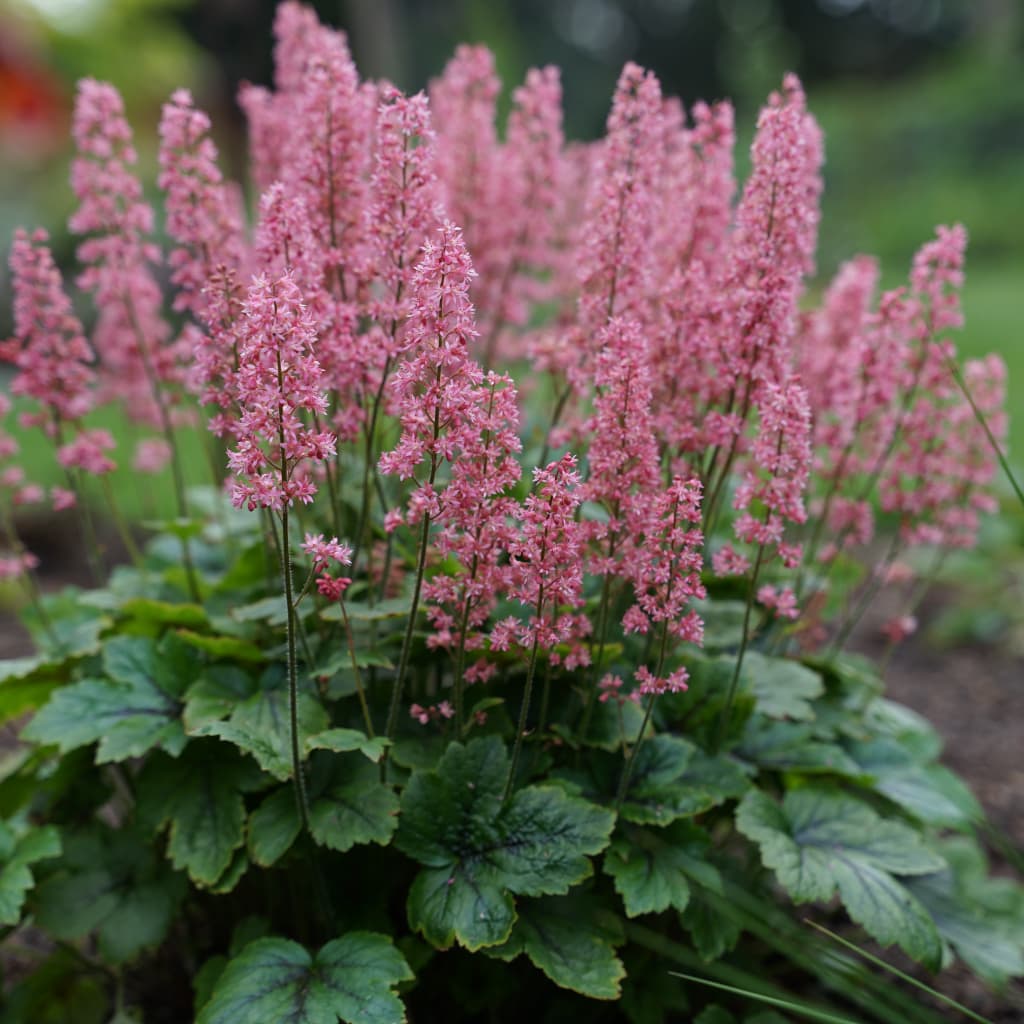 Heucherella tiarelloides 'Pink Revolution'®