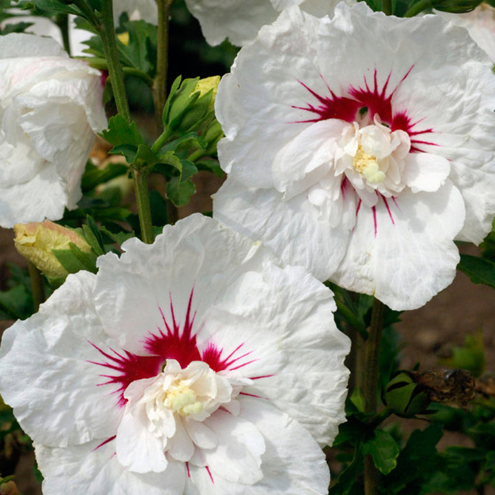 Hibiscus syriacus 'Bali'®