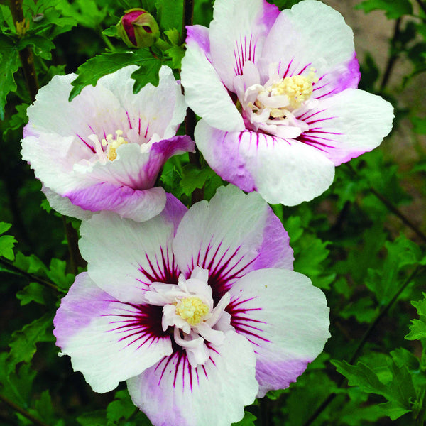 Hibiscus syriacus 'Fiji' ®