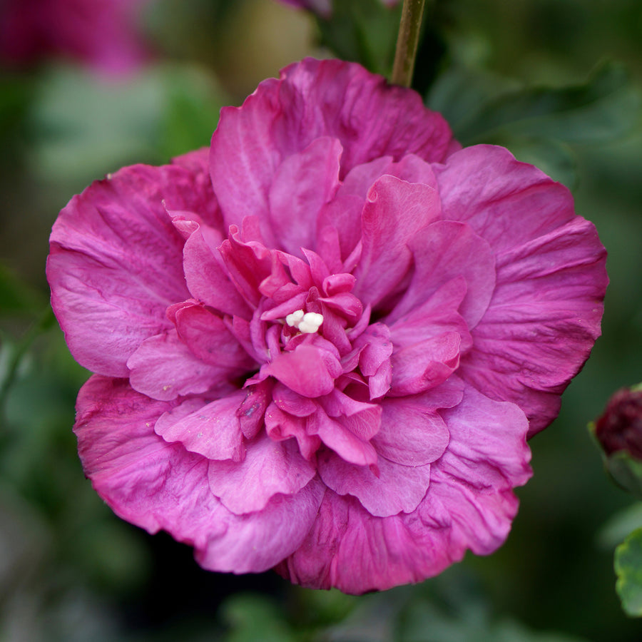 Hibiscus syriacus 'Magenta Chiffon'®