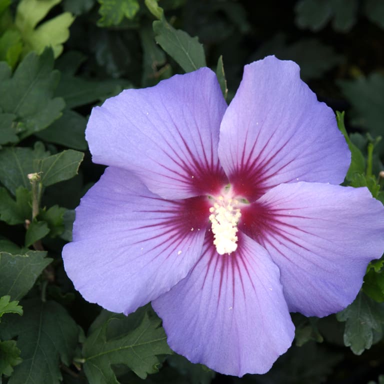 Hibiscus syriacus 'Marina'