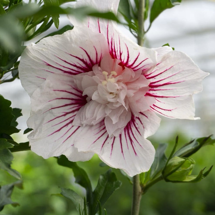 Hibiscus syriacus 'Starburst Chiffon'®