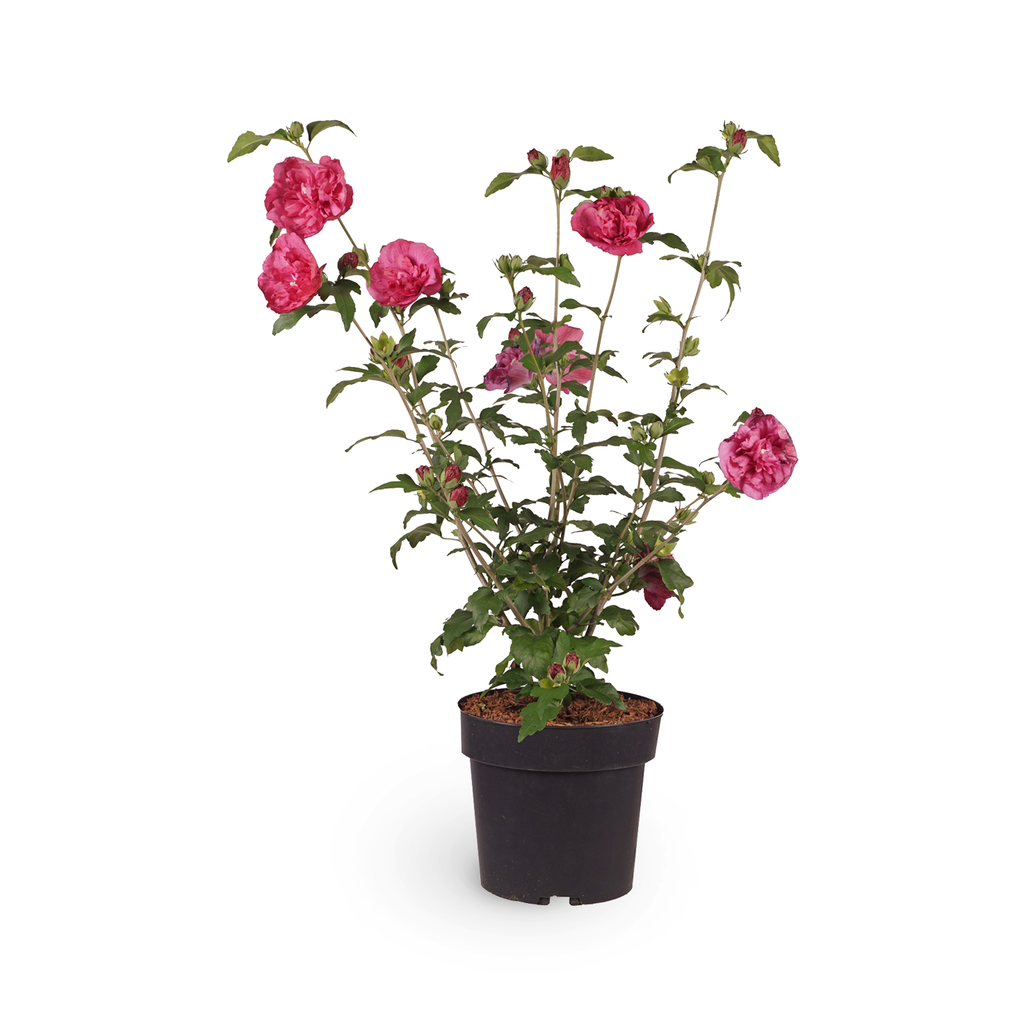Hibiskus 'Magenta Chiffon'