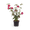 Hibiskus 'Magenta Chiffon'