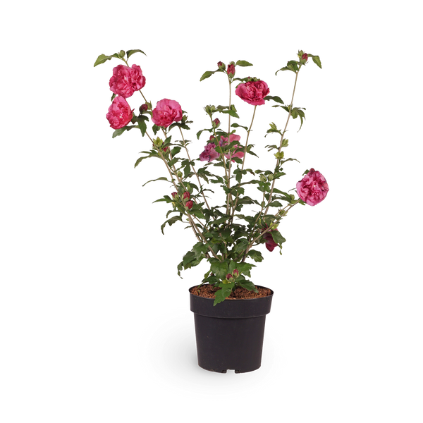 Hibiskus 'Magenta Chiffon'