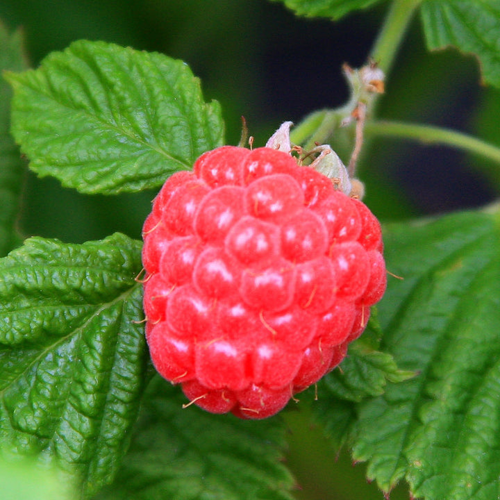 Frucht der Himbeere BrazelBerry® 'Raspberry Shortcake'®
