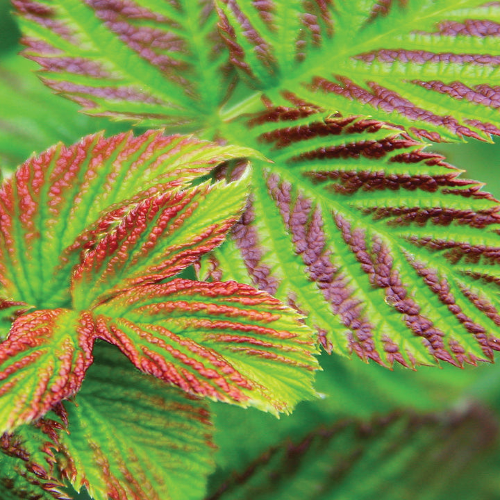 Blattfärbung der Himbeere BrazelBerry® 'Raspberry Shortcake'®