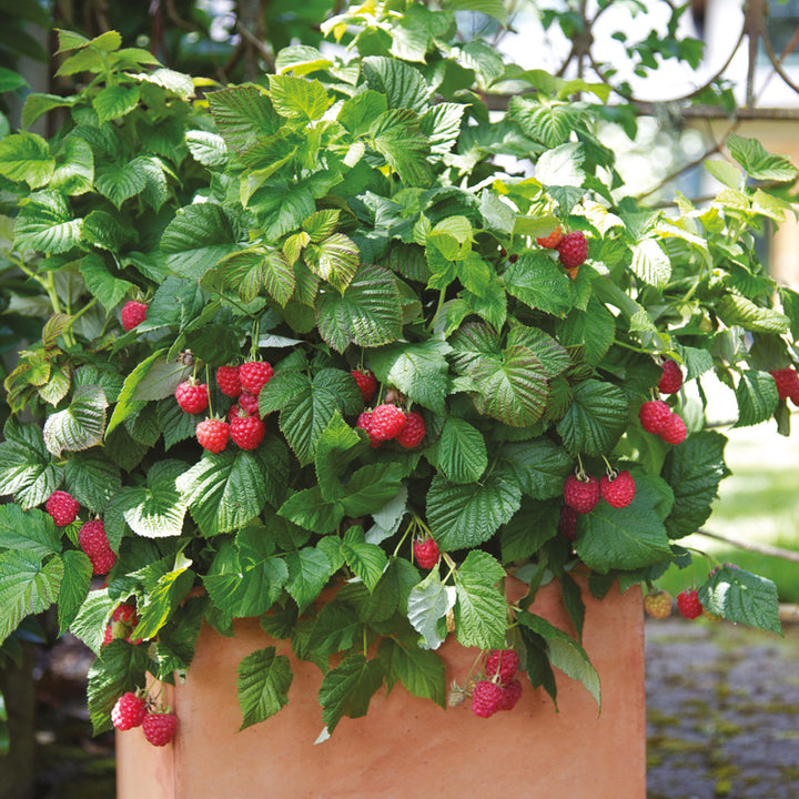 Plantura Himbeere 'Raspberry Shortcake'® im Topf