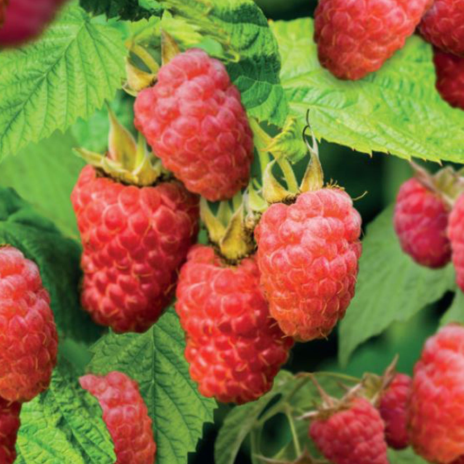 Früchte der Himbeere 'Sweet Sunshine'