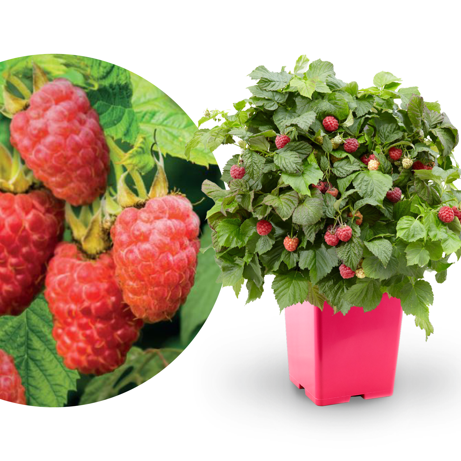 Himbeere 'Sweet Sunshine'