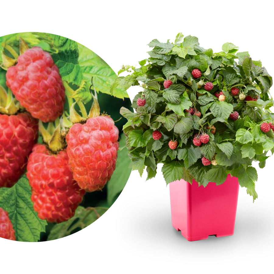 Himbeere 'Sweet Sunshine'