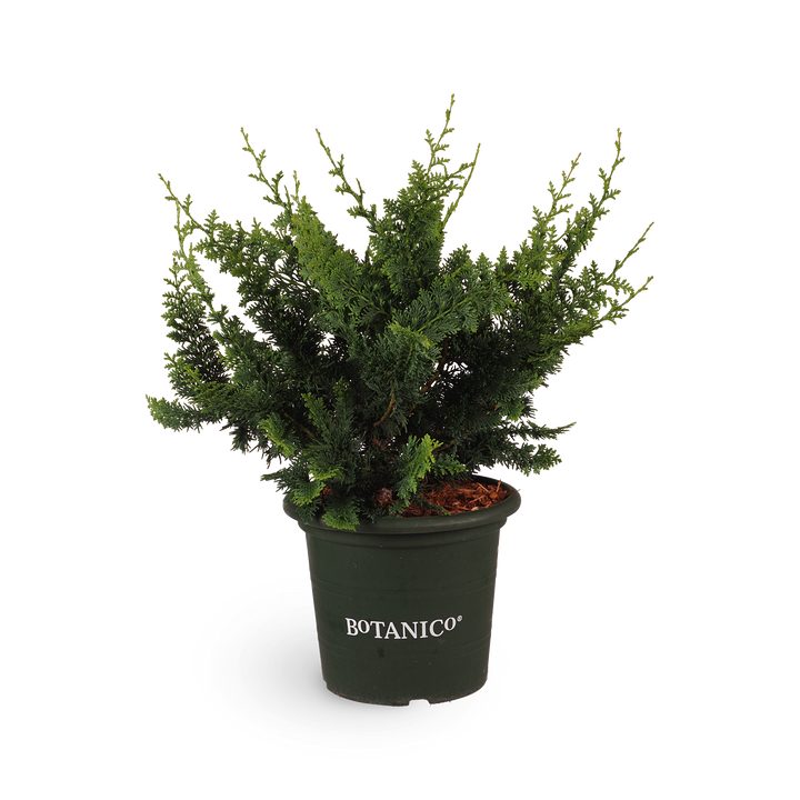 Hinoki-Scheinzypresse 'Teddy Bear'