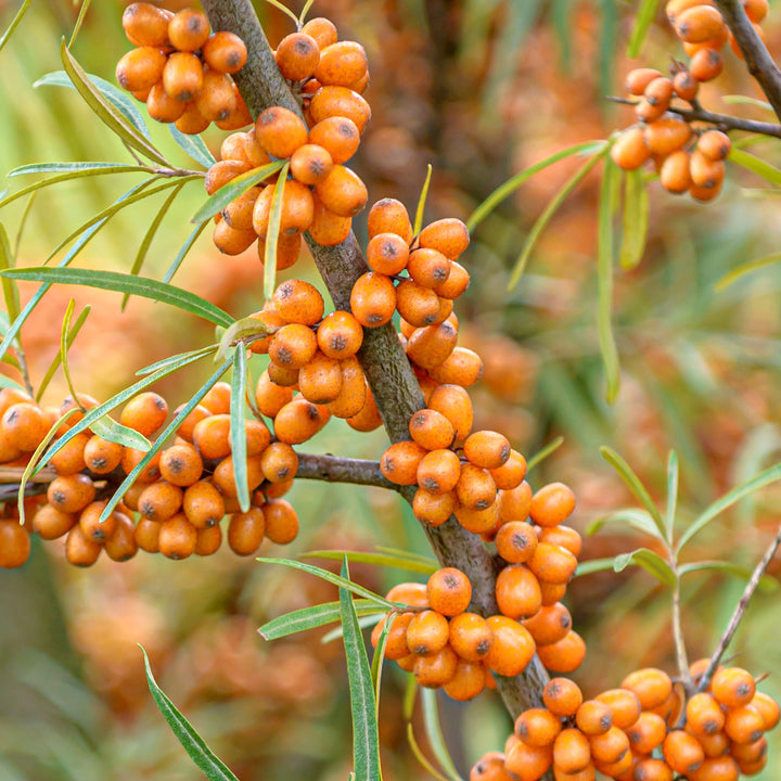 Hippophae rhamnoides 'Friesdorfer Orange'