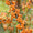 Sanddorn 'Friesdorfer Orange'