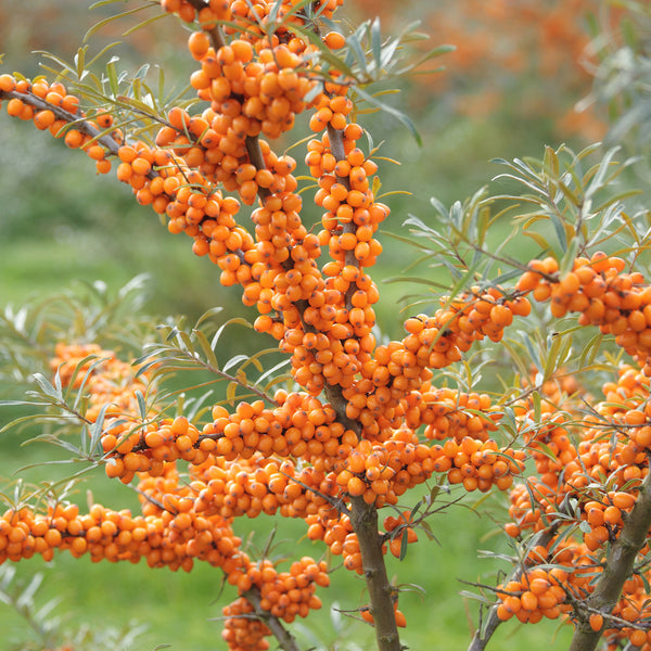 Hippophae rhamnoides 'Leikora'