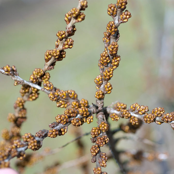 Hippophae rhamnoides 'Pollmix'