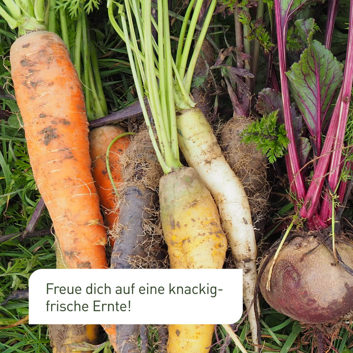 Hochbeet-Saatgut für reiche Ernte