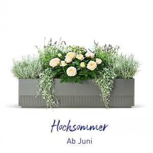 Balkonbox Hochsommer-Kollektion ab Juni verfügbar