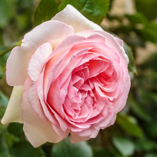 Hochstammrose 'Eden Rose 85' in Blüte