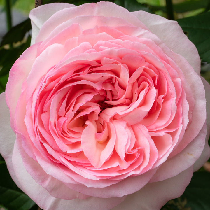 Hochstammrose 'Eden Rose 85' mit weiß-rosa Blüten