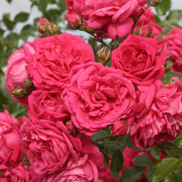 Hochstammrose  'Laguna'® mit pinken Blüten