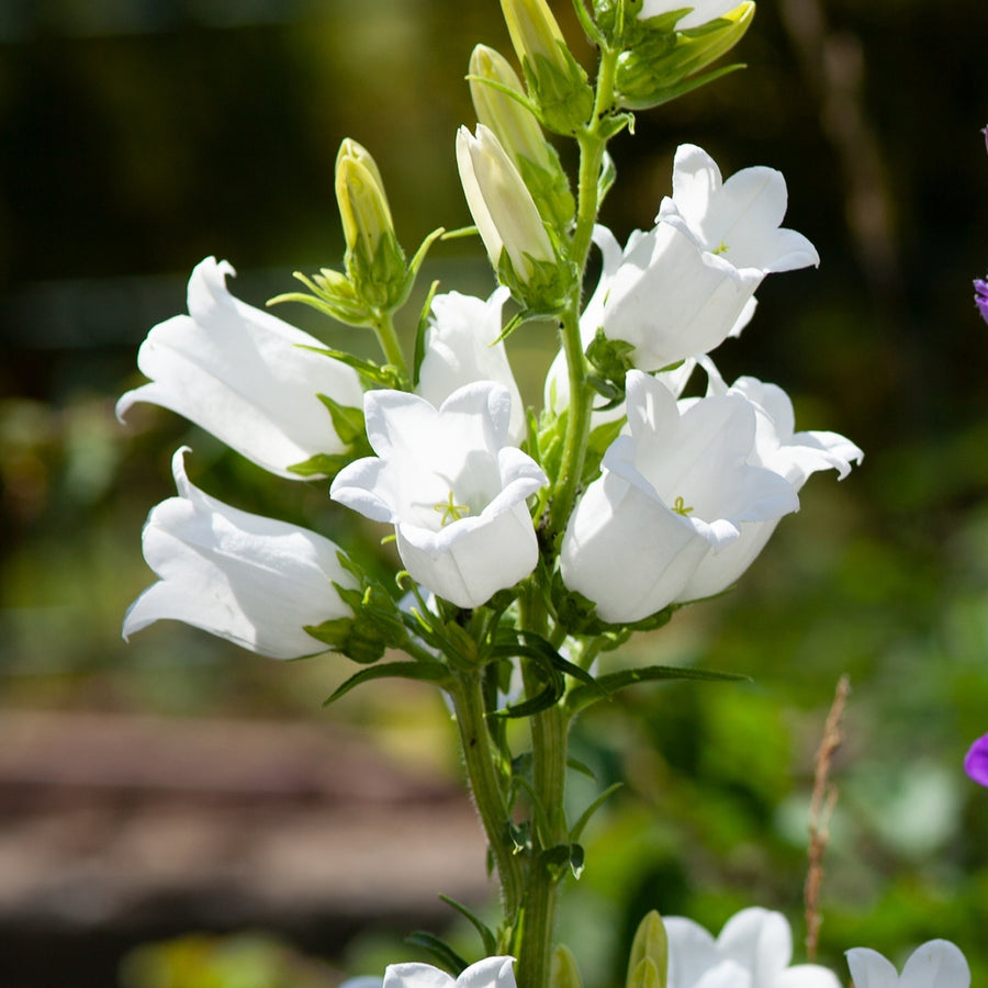 Hohe Glockenblume 'Grandiflora Alba' Weiß