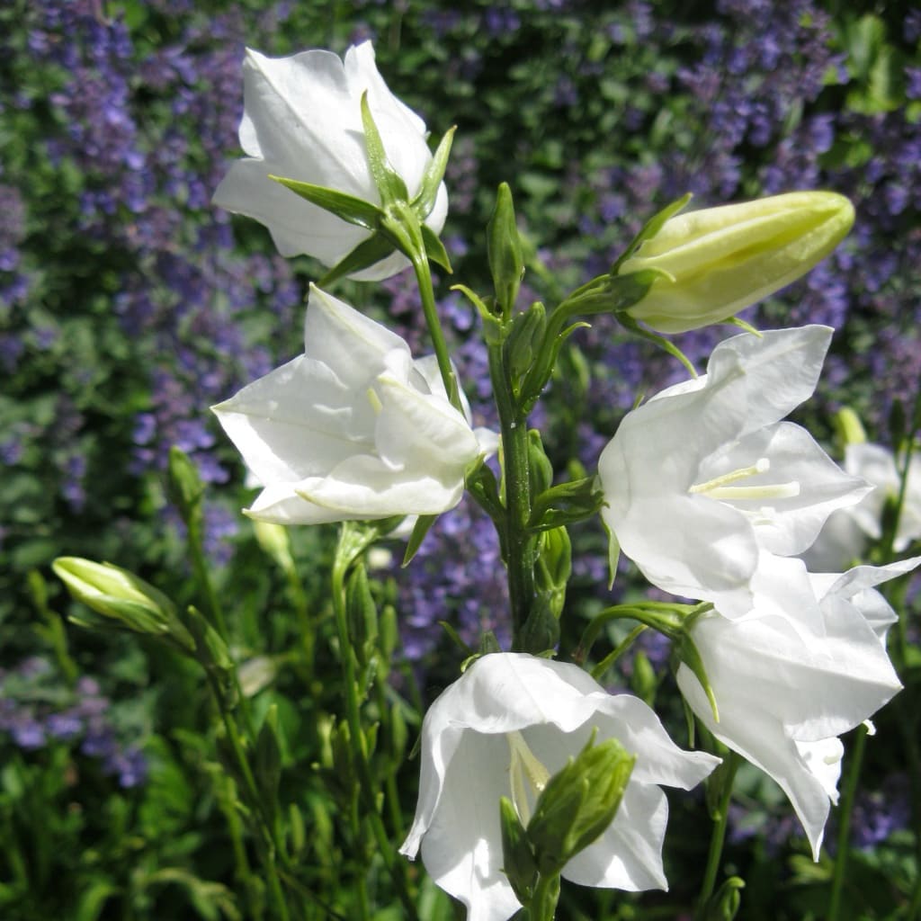 Hohe Glockenblume 'Grandiflora Alba' Weiß