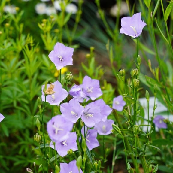 Hohe Glockenblume 'Grandiflora Coerulea' Violett